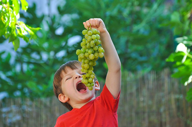 فوائد العنب الأخضر لصحة الأطفال